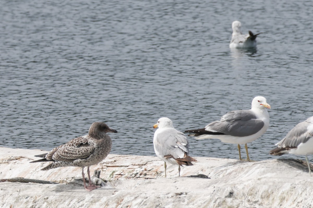 California Gull - ML638763801