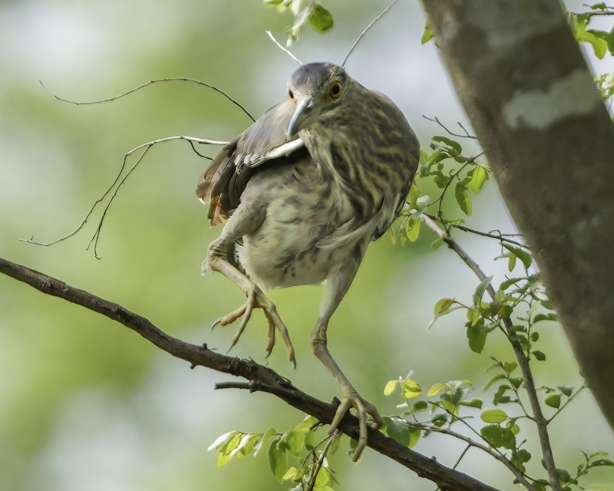 Black-crowned Night Heron - ML638763805