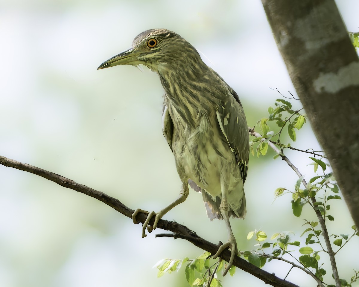 Black-crowned Night Heron - ML638763806