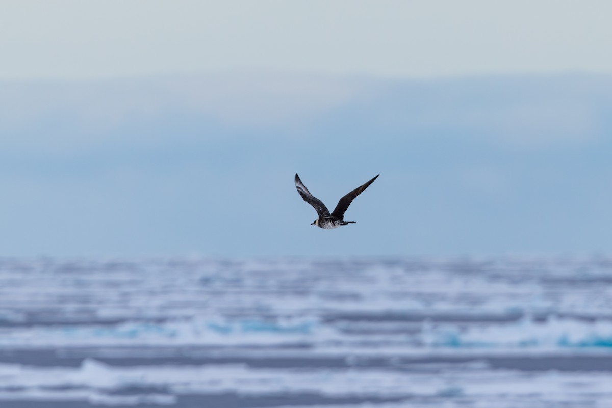 Pomarine Jaeger - ML638763810