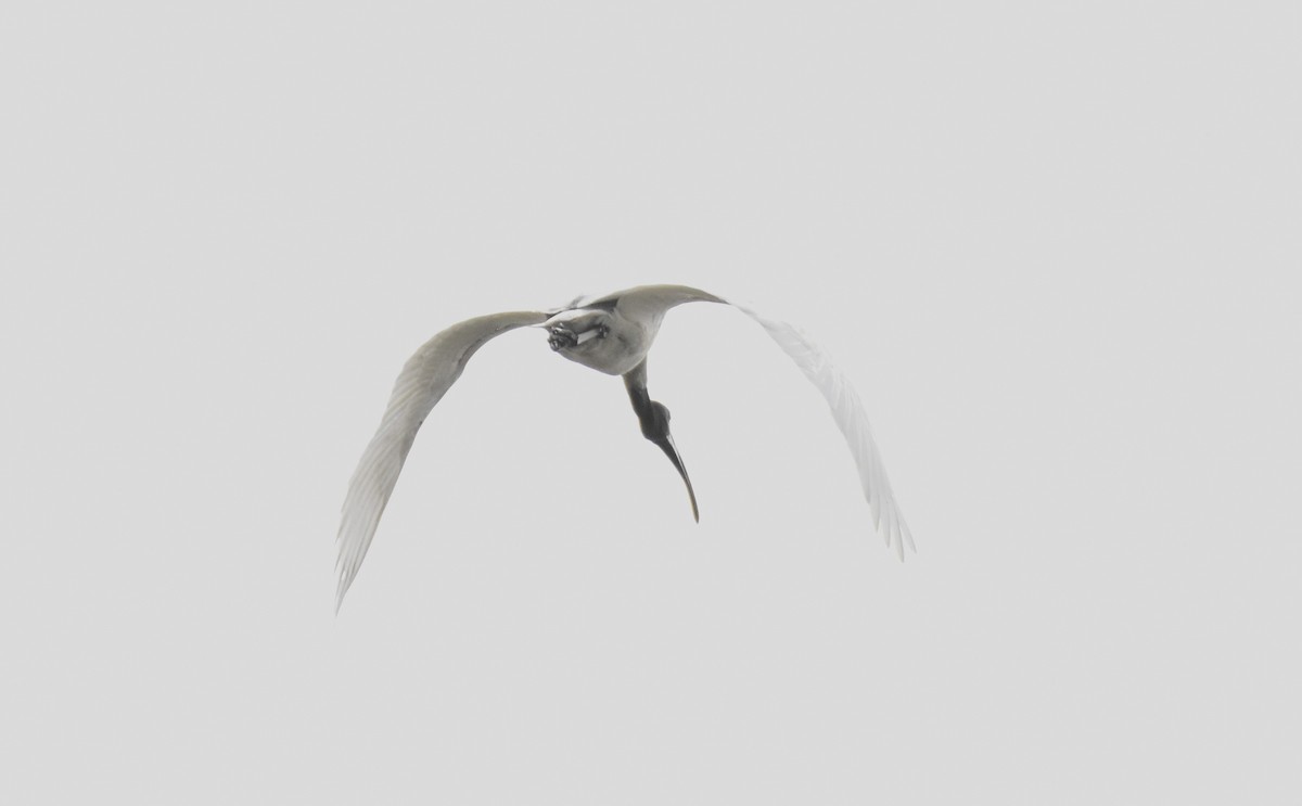 Black-headed Ibis - ML638763811