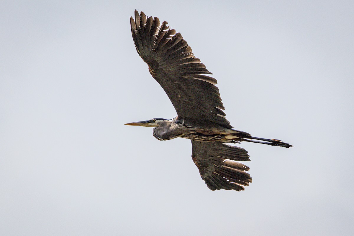 Great Blue Heron - ML638763815