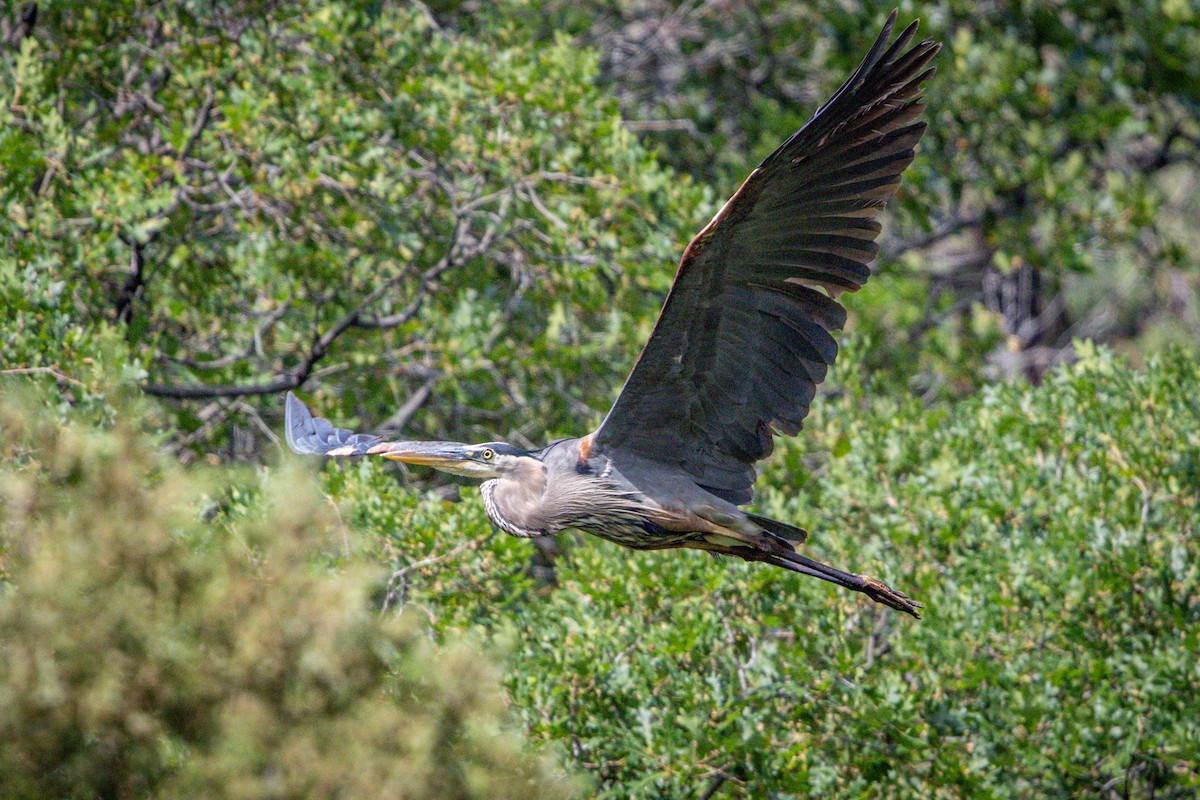 Great Blue Heron - ML638763816