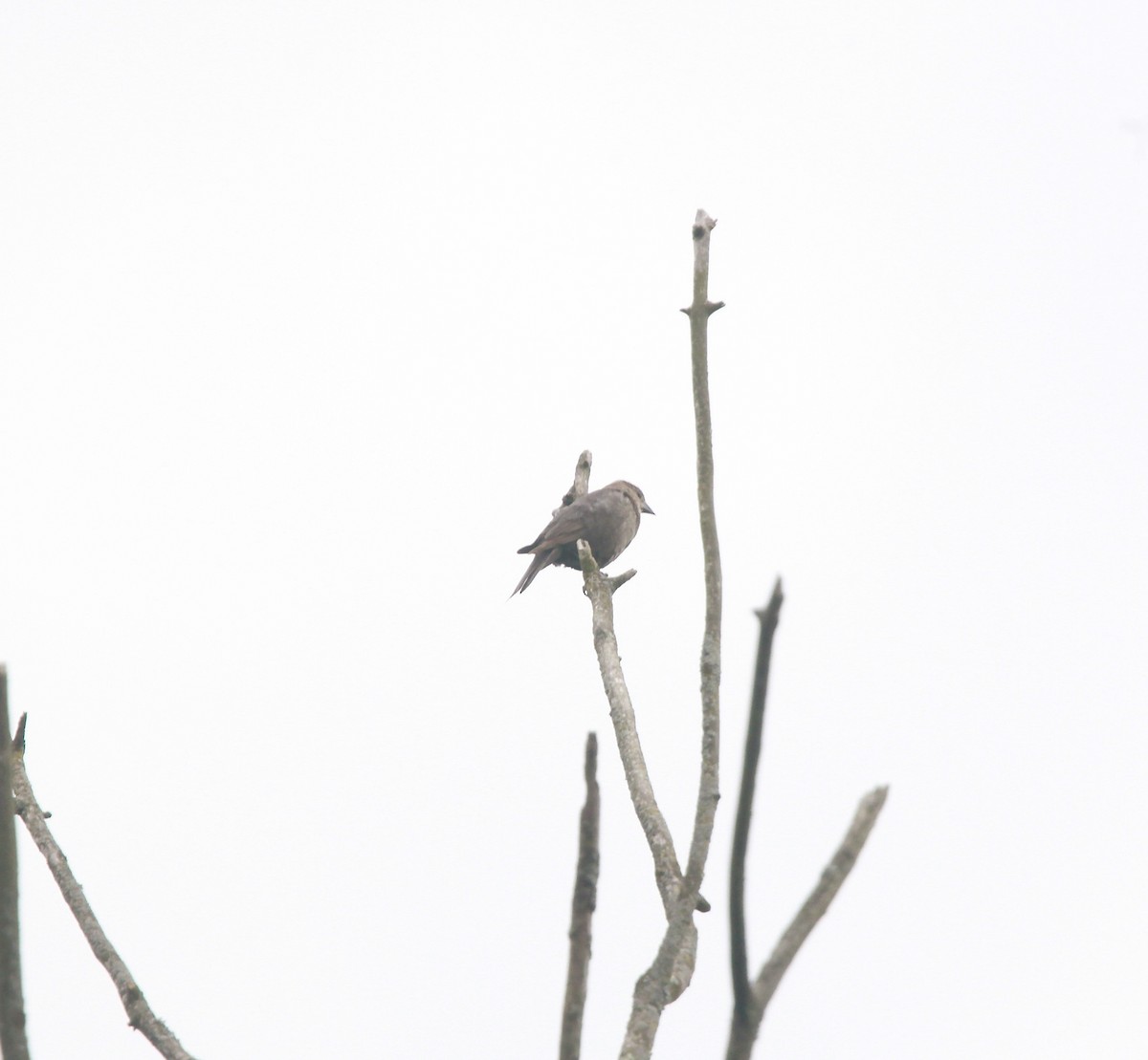 Brown-headed Cowbird - ML638763817