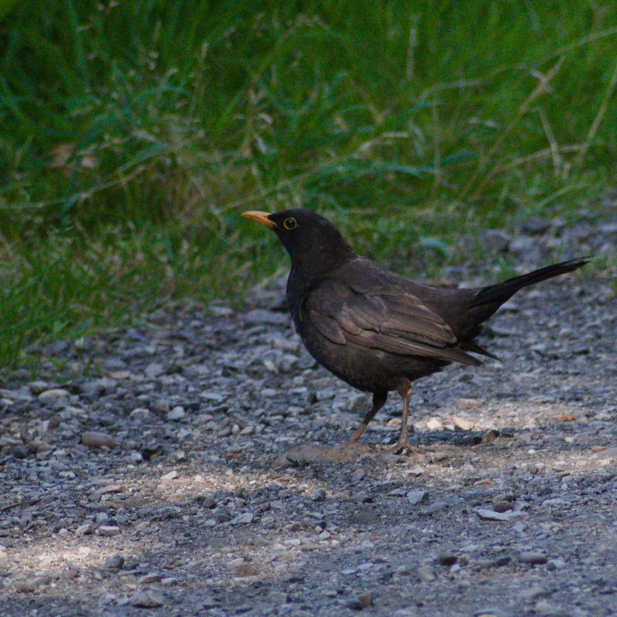 Eurasian Blackbird - ML638763818