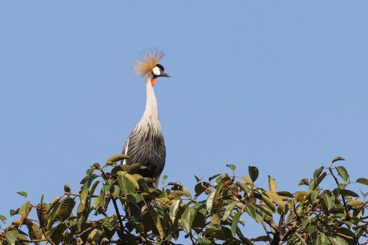 Gray Crowned-Crane - ML638763823