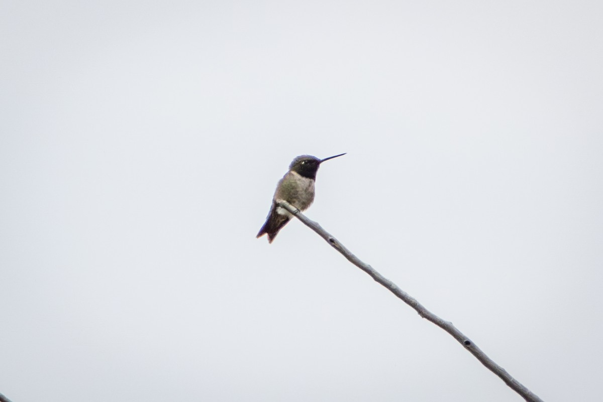 Black-chinned Hummingbird - ML638763824