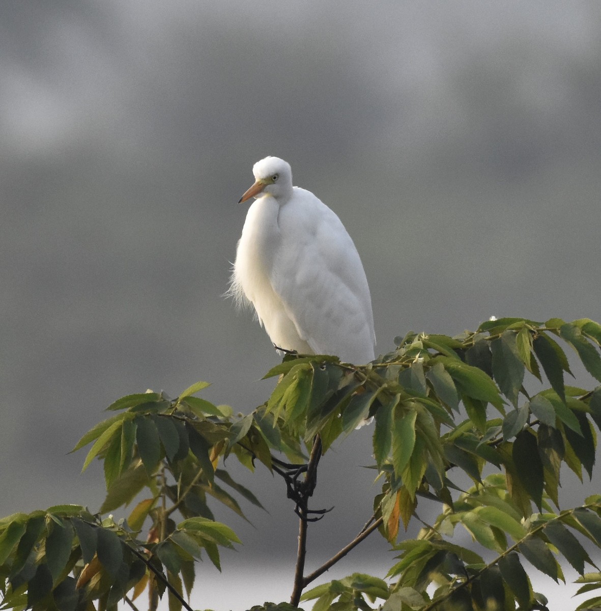 Eastern Cattle-Egret - ML638763849