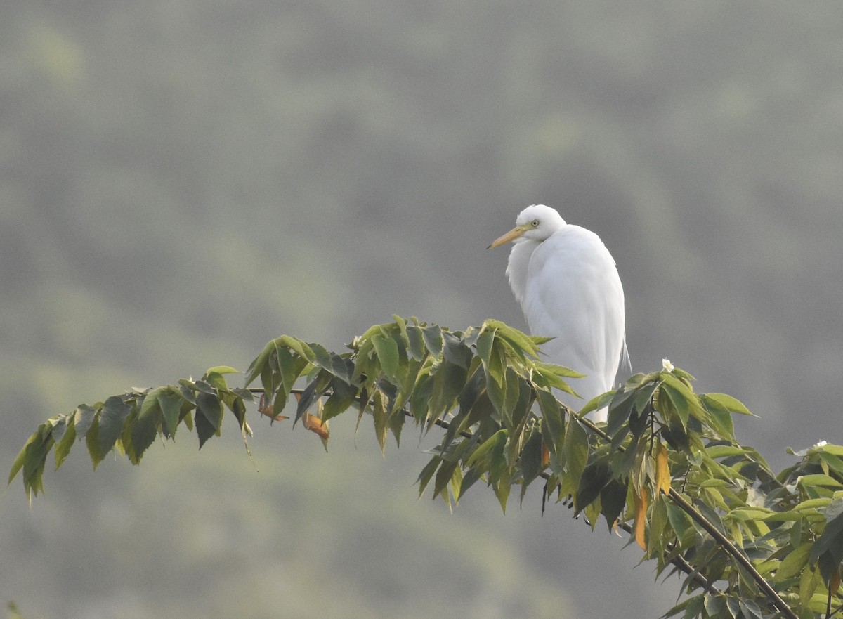 Eastern Cattle-Egret - ML638763852