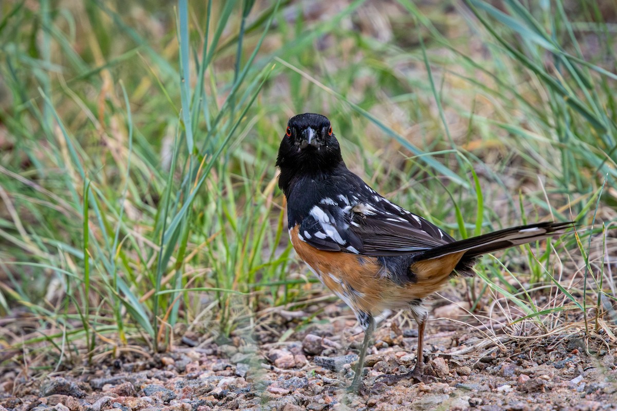 Spotted Towhee - ML638763853
