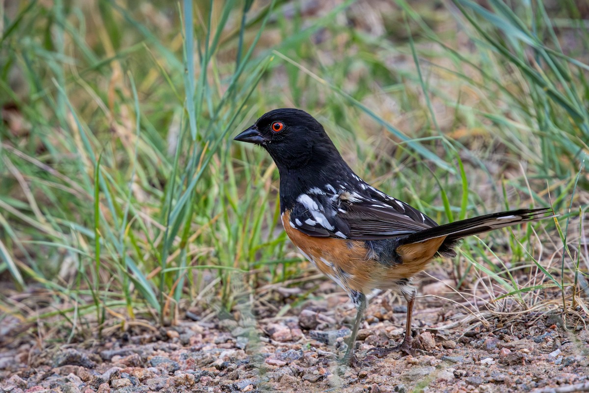Spotted Towhee - ML638763854