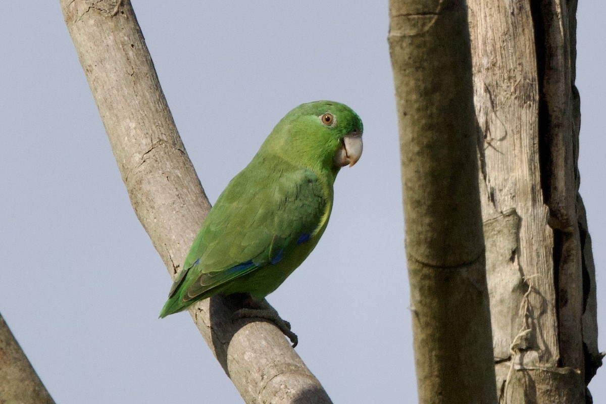 Riparian Parrotlet - ML638763862
