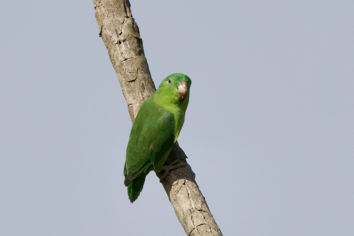 Riparian Parrotlet - ML638763863