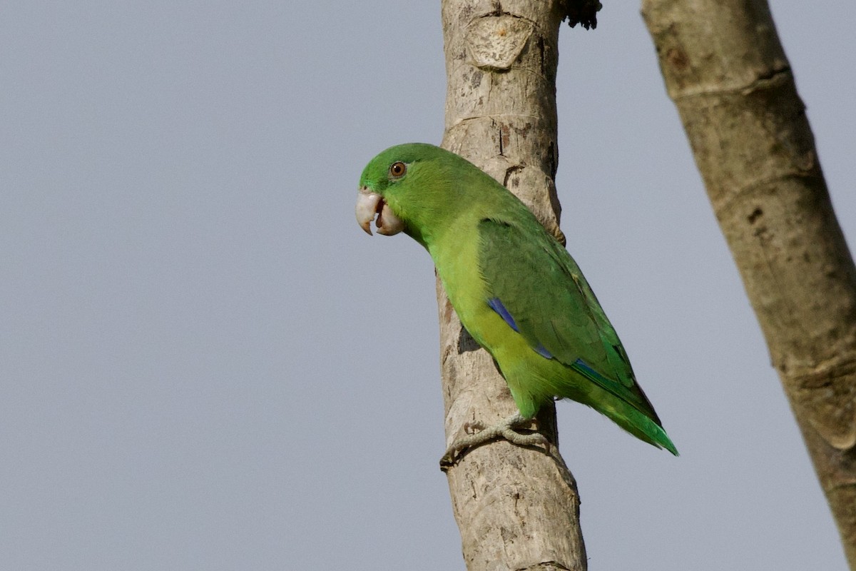 Riparian Parrotlet - ML638763864