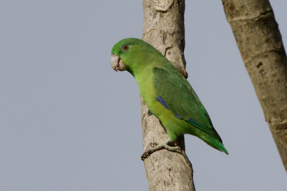 Riparian Parrotlet - ML638763865