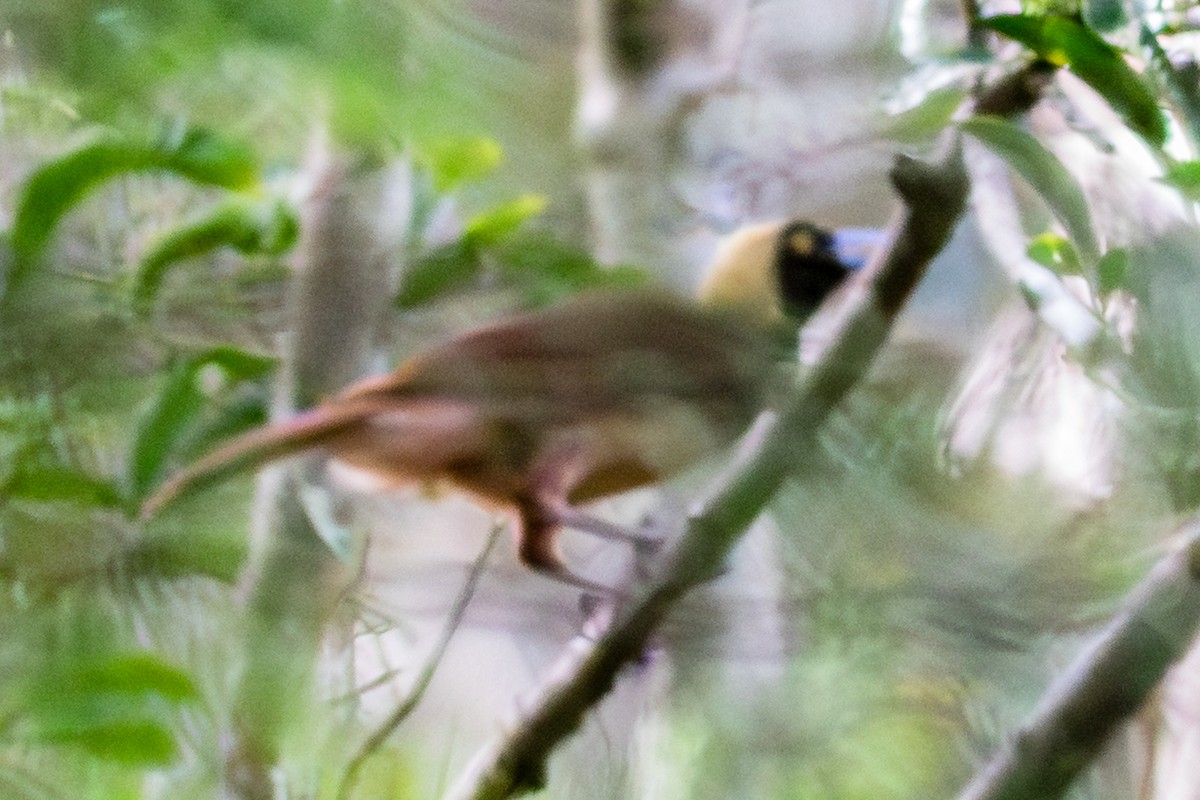 Raggiana Bird-of-Paradise - ML638763866