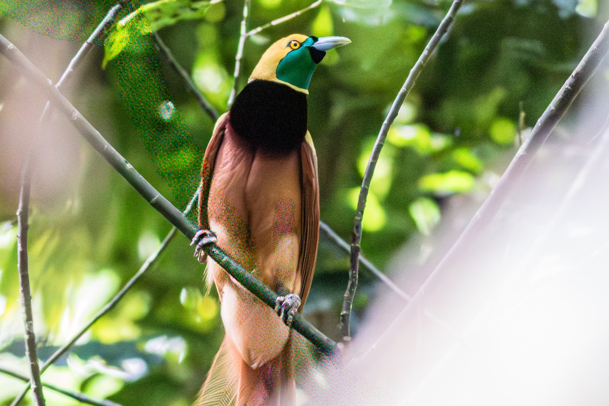 Raggiana Bird-of-Paradise - ML638763867