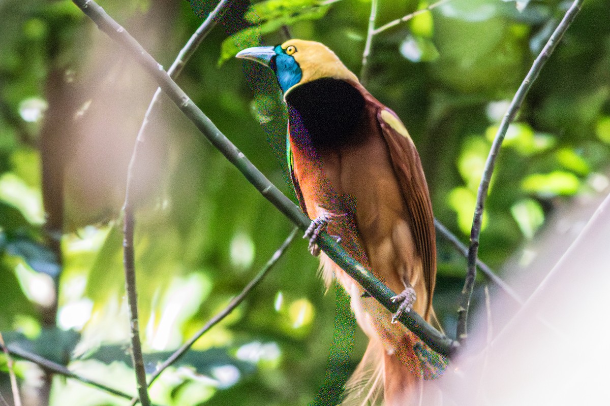 Raggiana Bird-of-Paradise - ML638763868