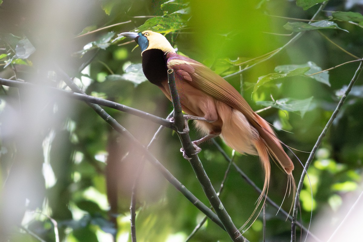 Raggiana Bird-of-Paradise - ML638763869