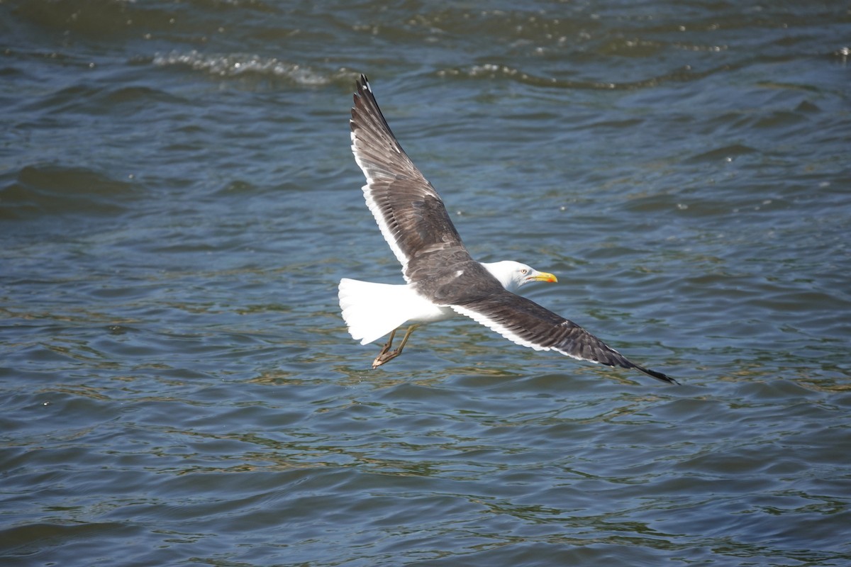 Lesser Black-backed Gull - ML638763885