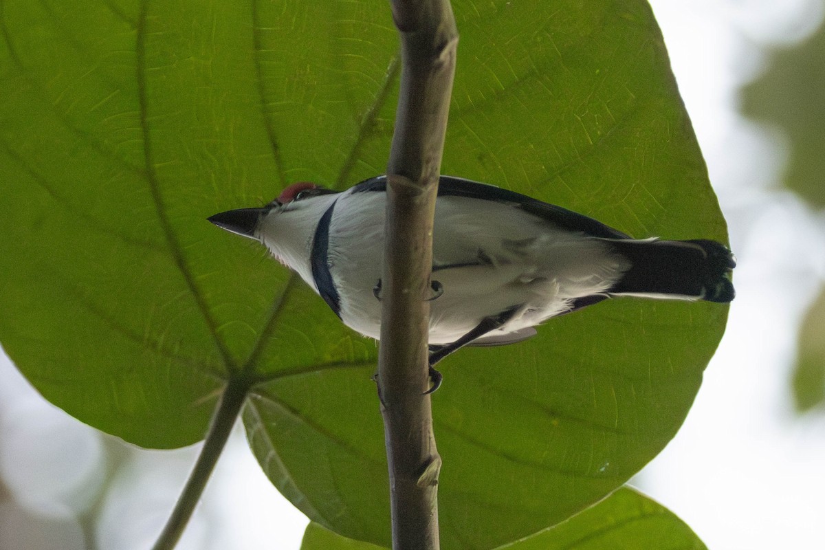 Brown-throated Wattle-eye - ML638763910
