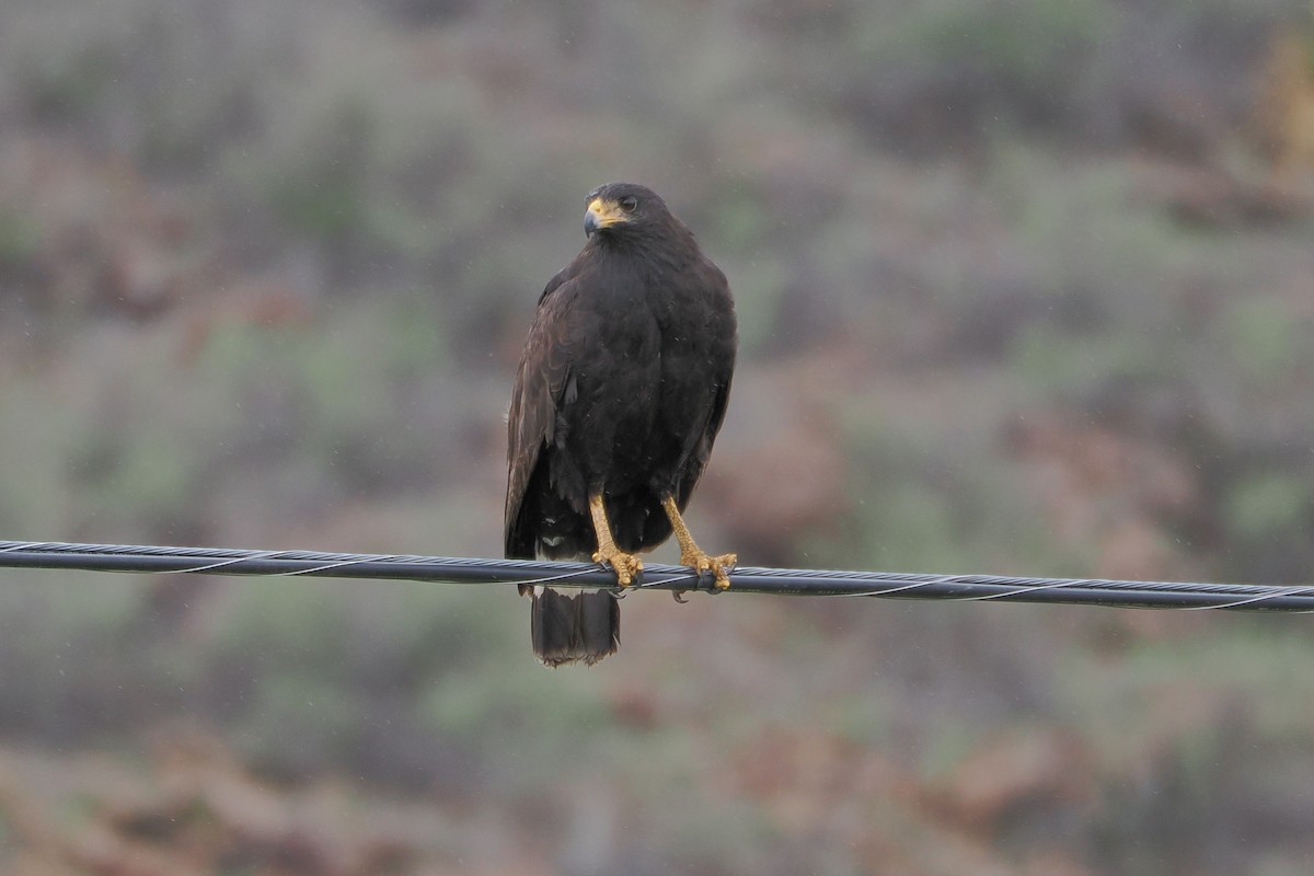 Common Black Hawk (Common) - ML638763923