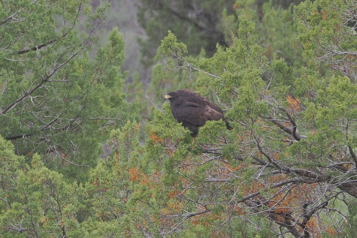Common Black Hawk (Common) - ML638763924