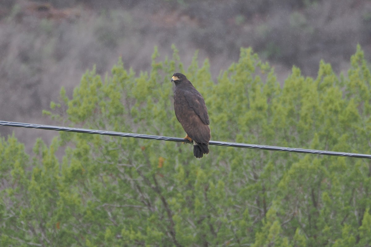 Common Black Hawk (Common) - ML638763925