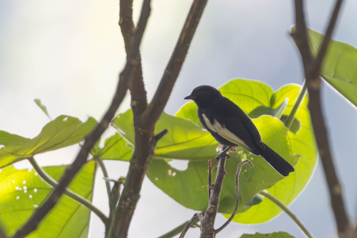White-winged Black-Tit - ML638763935