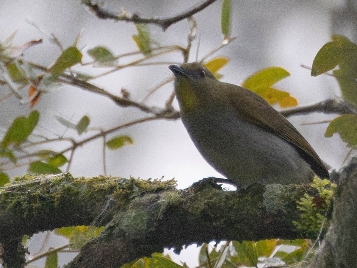 Yellow-necked Greenbul - ML638763949