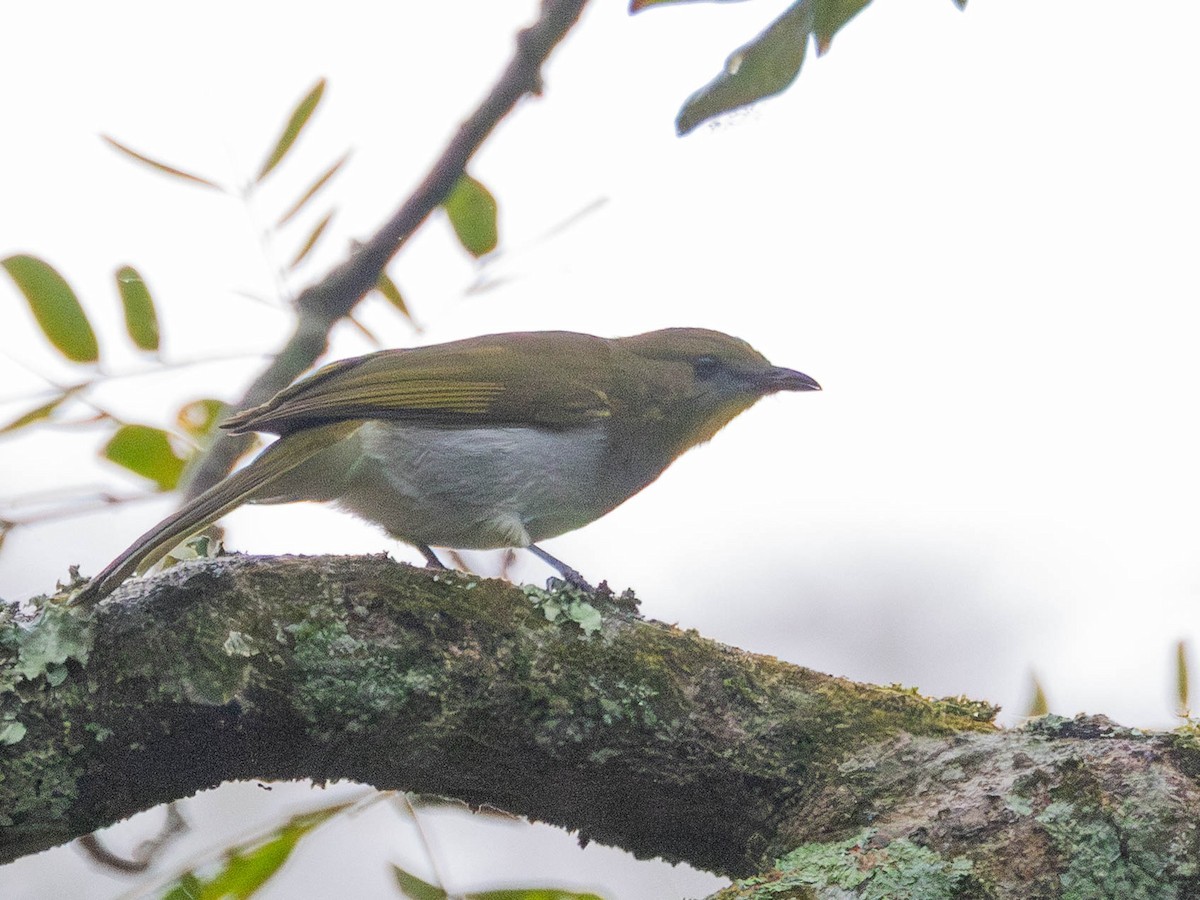 Yellow-necked Greenbul - ML638763950