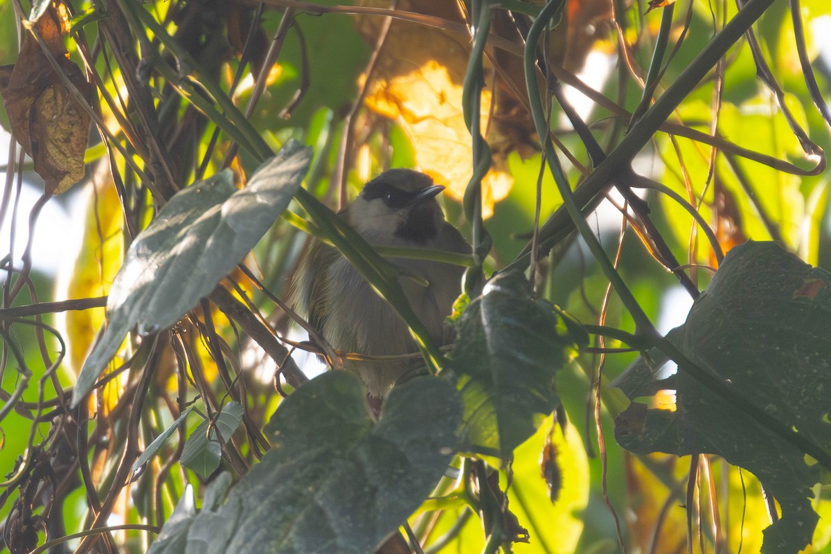 Gray-capped Warbler - ML638763953