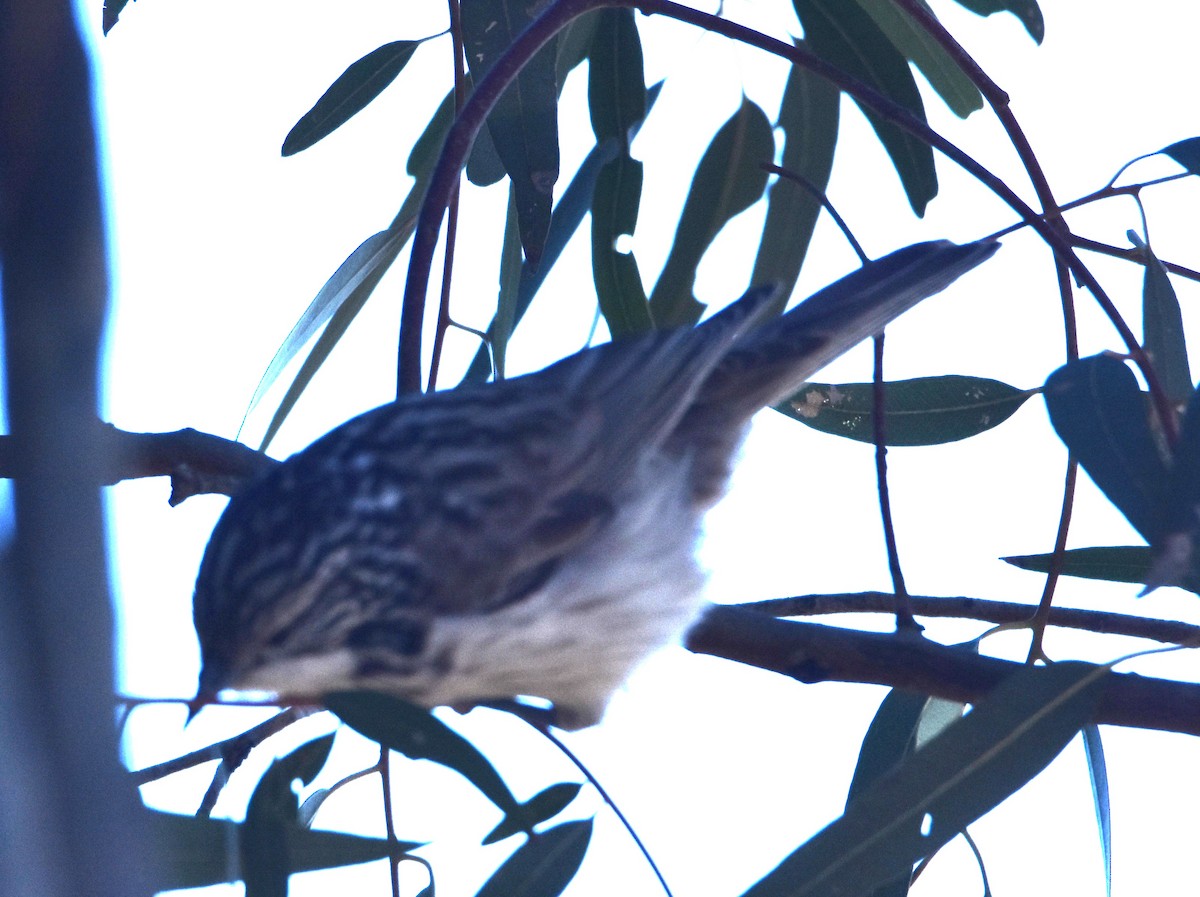 Striped Honeyeater - ML638763966
