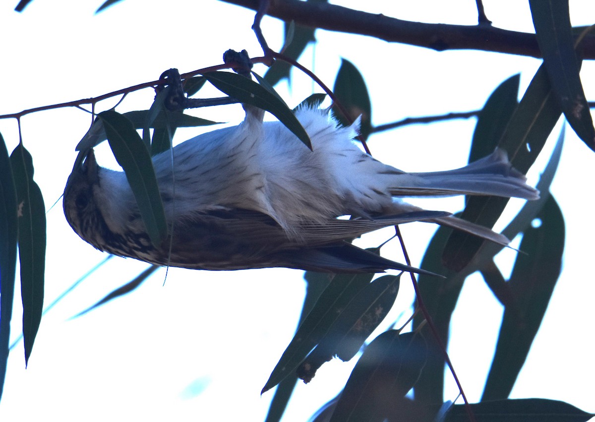 Striped Honeyeater - ML638763972