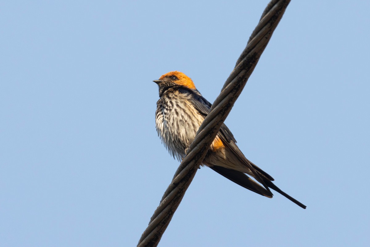 Lesser Striped Swallow - ML638763987