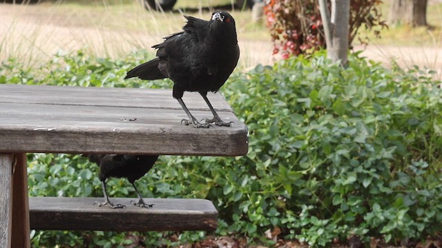 White-winged Chough - ML638763988