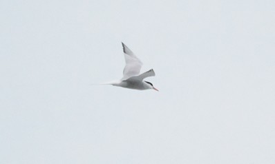 Common Tern - ML638764007