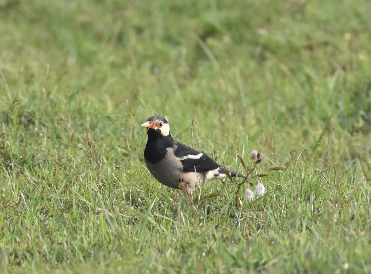 印度鵲椋鳥 - ML638764024