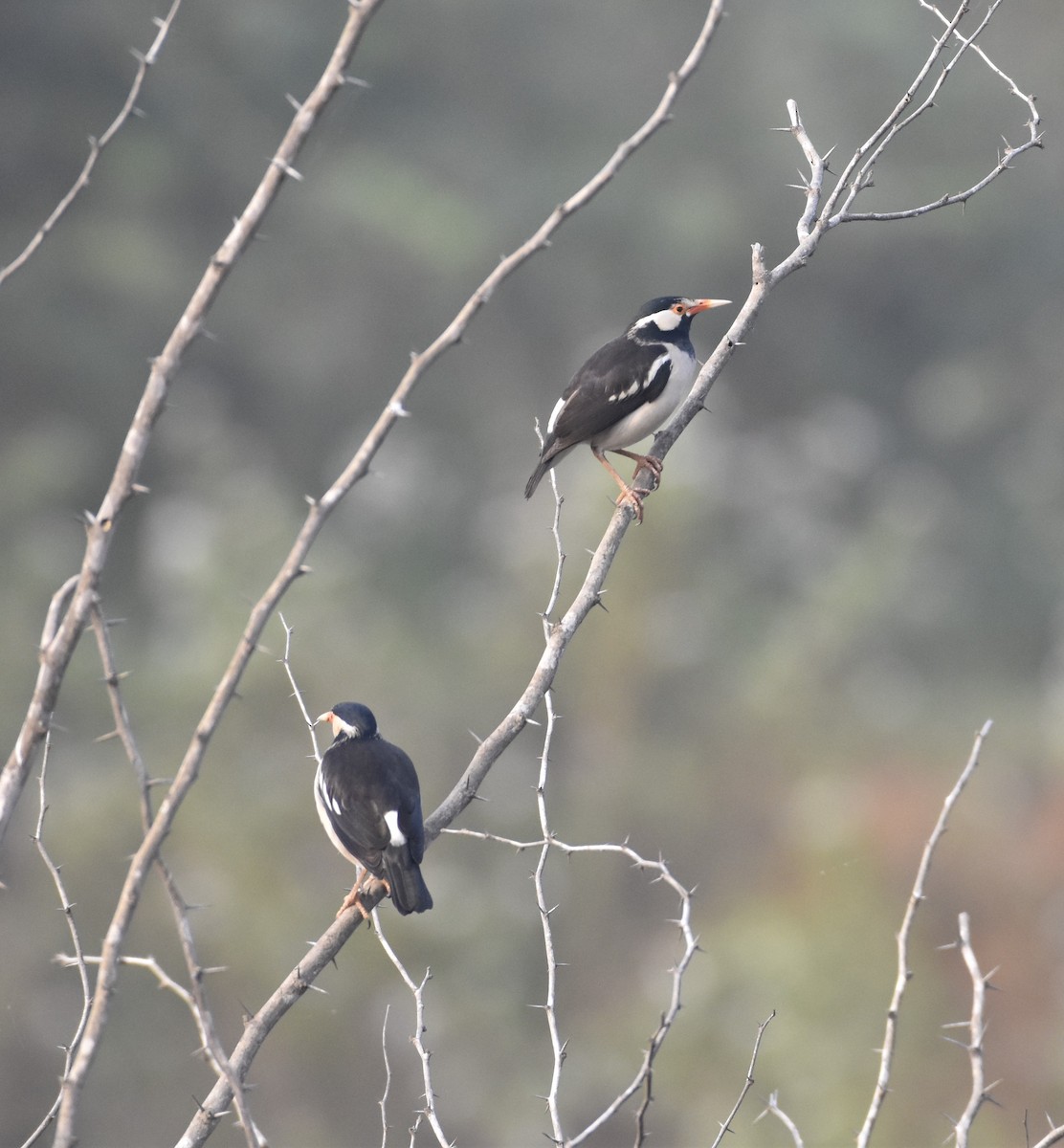印度鵲椋鳥 - ML638764025