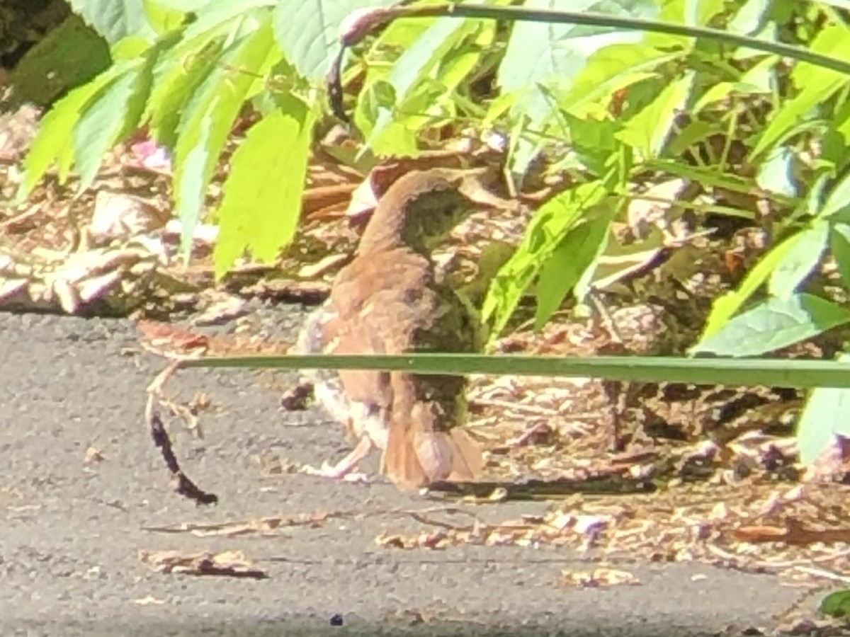 Brown Thrasher - ML638764050