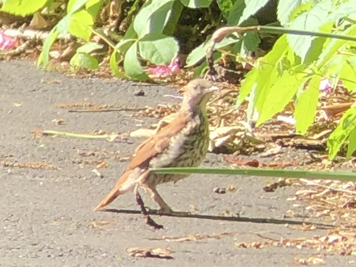 Brown Thrasher - ML638764052