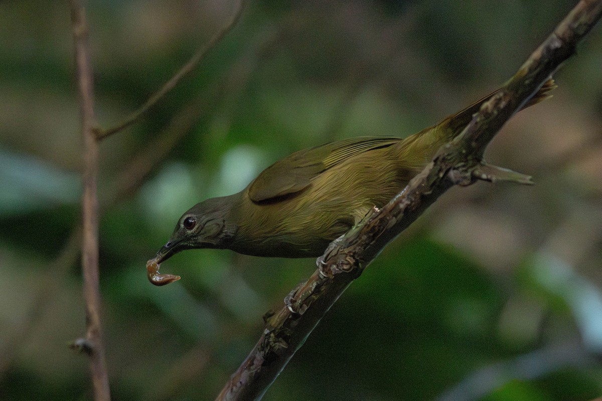 Gray Greenbul - ML638764053