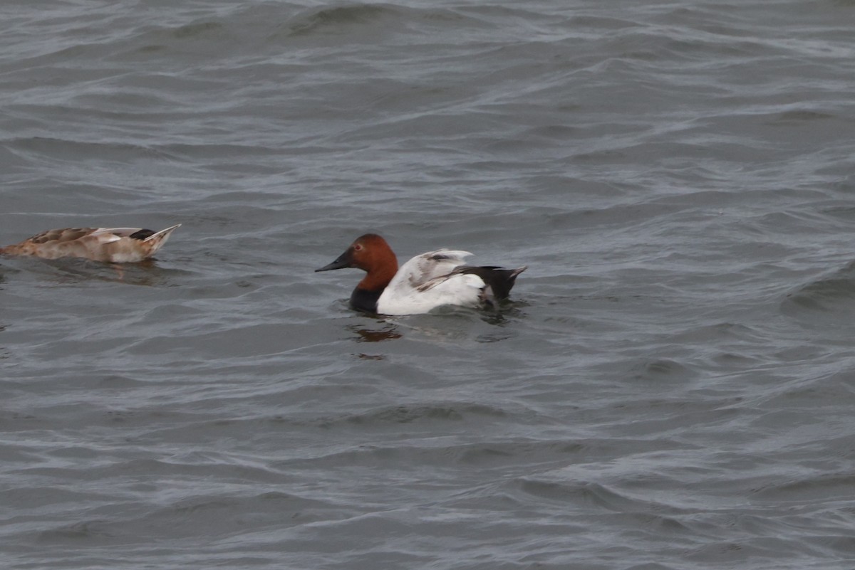 Canvasback - ML638764144