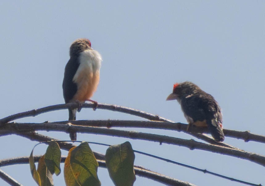 Black-backed Barbet - ML638764171