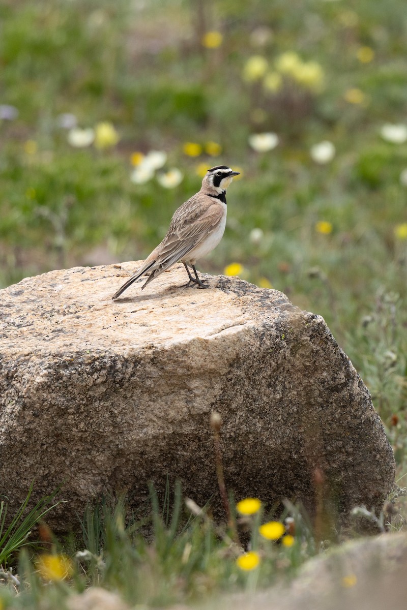 Horned Lark - ML638764186