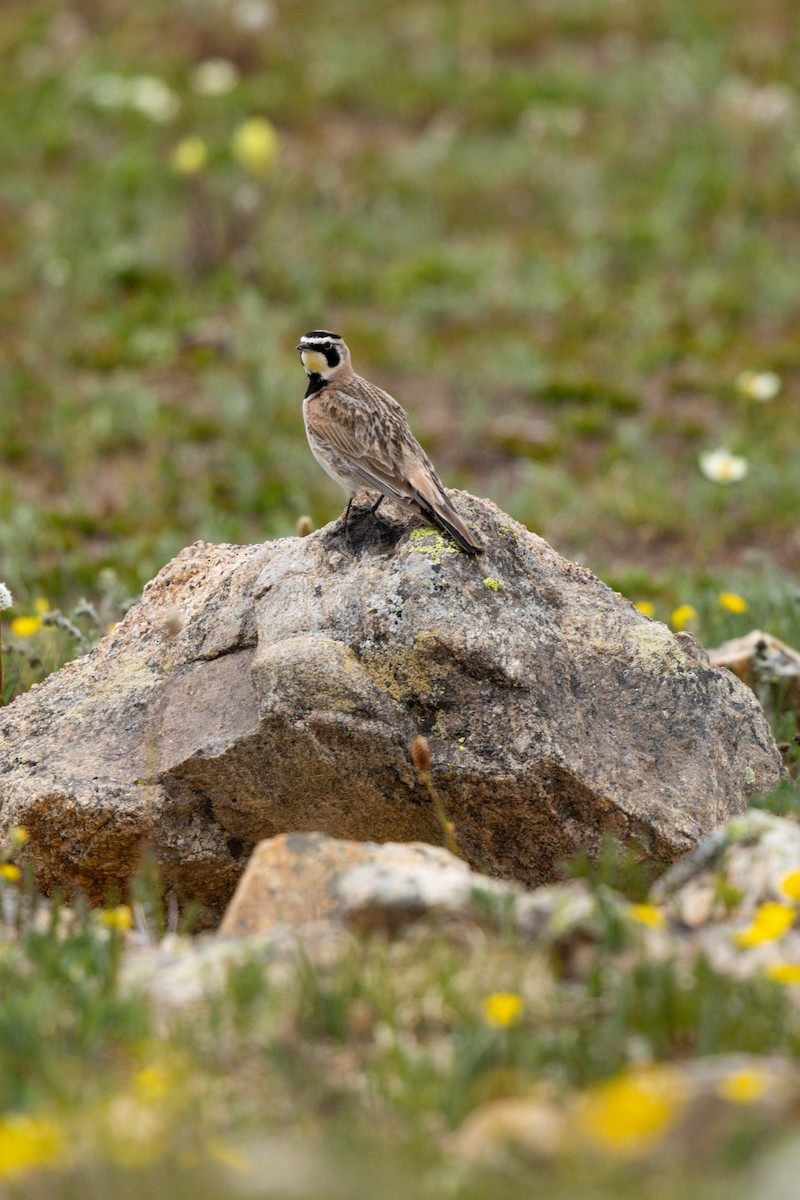 Horned Lark - ML638764187