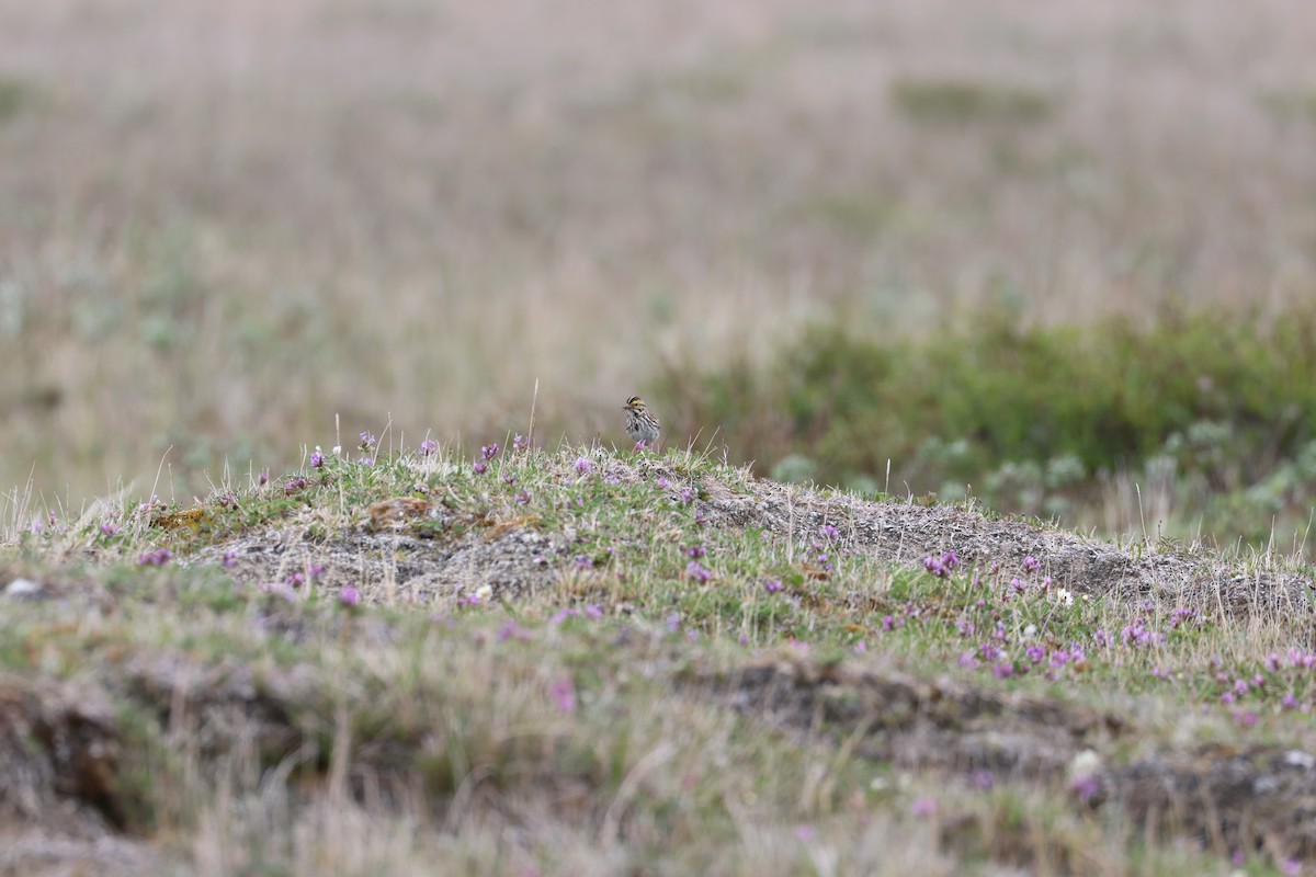 Savannah Sparrow - ML638764188
