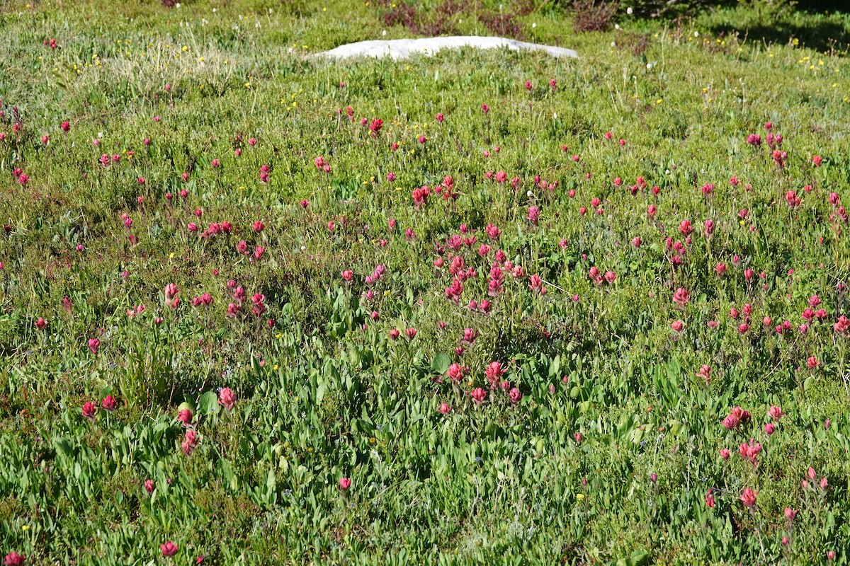 null - ML638764203