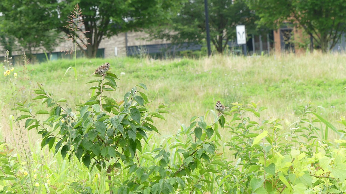 Song Sparrow - ML638764214