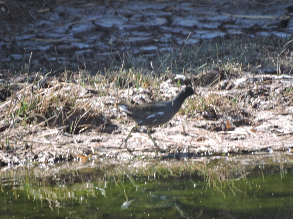 Common Gallinule - ML638764225